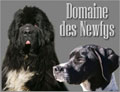 Pension Canine Affaires Cyno
