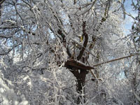 Arbor et Sens